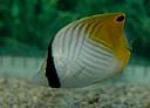 Threadfin butterflyfish grow to about nine inches 